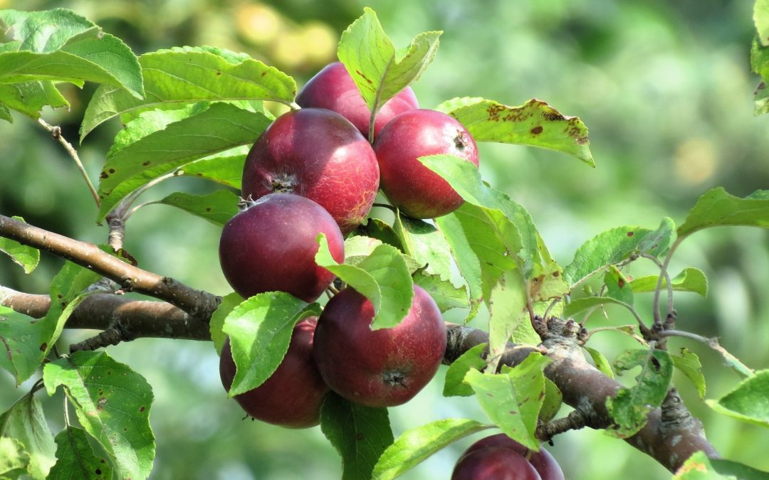 Wat is een voedselbos?