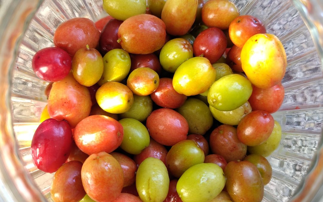 Gele kornoelje ‘Olijven’: Hartig goud uit eigen bos