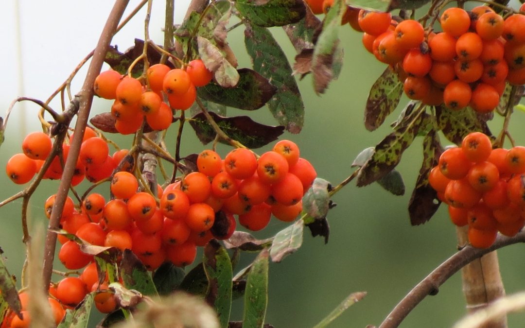 November in het voedselbos: wat kun je nu oogsten? 🍂