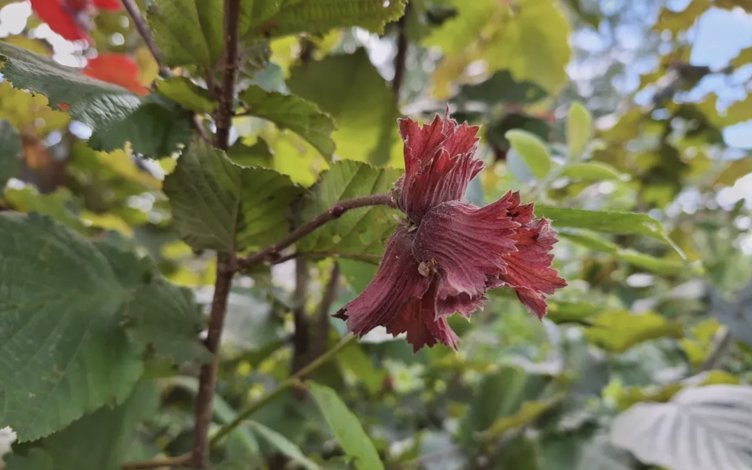 Plant in de Spotlight: Corylus ‘Rode Zellernoot’ (roodbladige hazelaar)