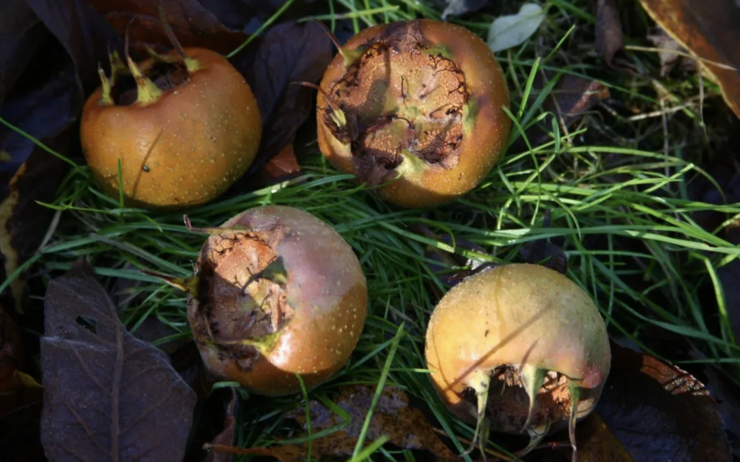 Na de vorst: 4 vruchten die milder en zoeter worden – en waarom